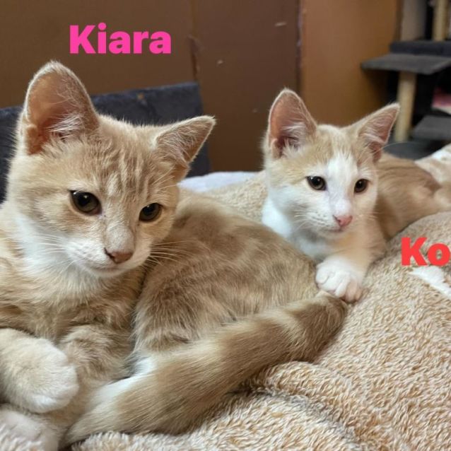 Photo of Kiara **2nd Chance Cat Rescue**