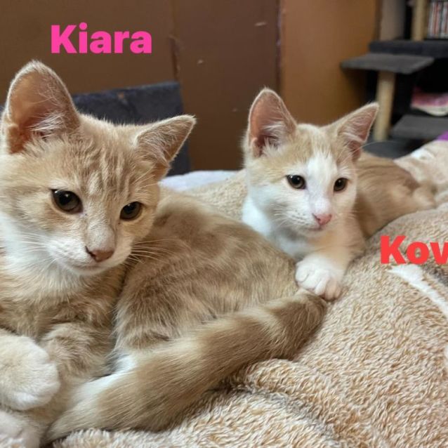 Photo of Kovu ** 2nd Chance Cat Rescue **