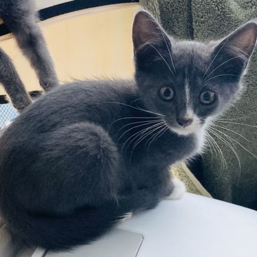 Shelby- 9 Week Old (on trial 13/1/2022)