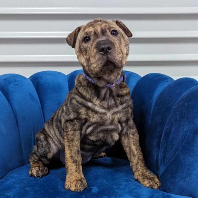 Shar pei merle discount