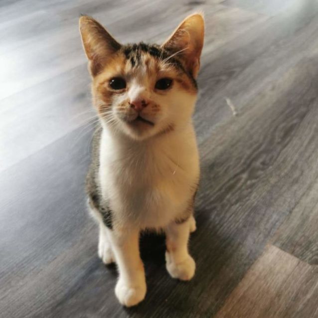 Photo of Vitani (Located In Pakenham)