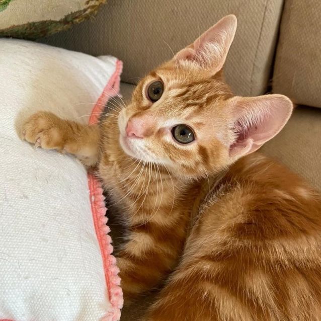 Photo of Dennis ^^Dandy Cat Rescue^^