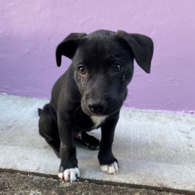 Photo of Sirius
