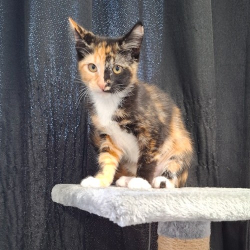 No photo for Skittles