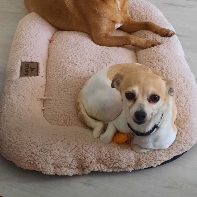 Photo of Bubbles Dl2765