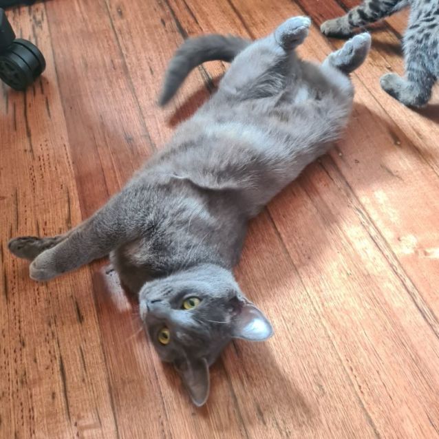 Photo of Lola 🌺🌺