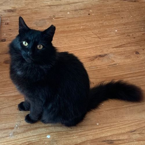 Jedd - Can transport to you