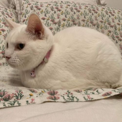 No photo for Twinx (Aka Twinkle Twinkle Little Star)