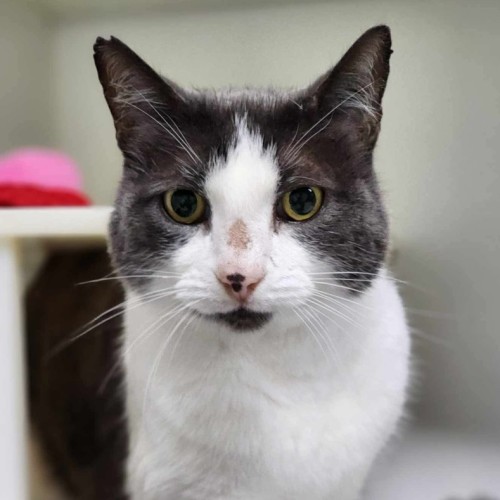 🌞 Cillian 6083 🌞