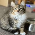 Photo of Isabella And Philippe Located In Malvern East