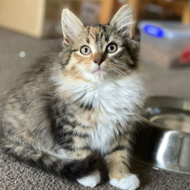 Photo of Isabella And Philippe   Located In Malvern East