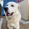 Photo of Mojo