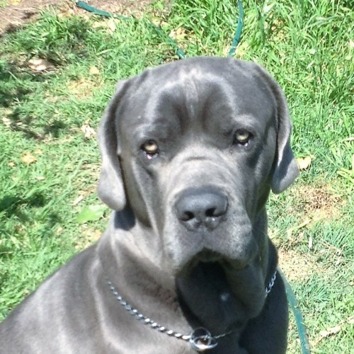 Kado ~ Neapolitan Mastiff (on trial 18/10/19)