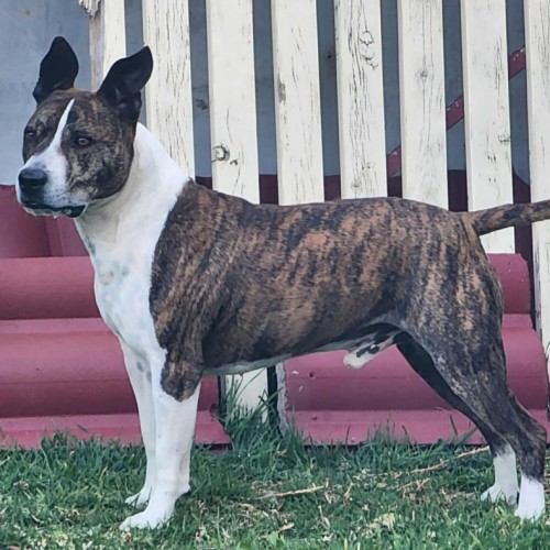 No photo for Frankie