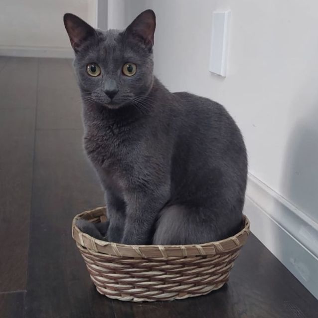 Photo of Beatrice ^^Dandy Cat Rescue^^