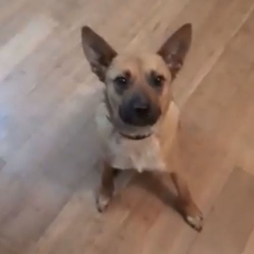 Rosie