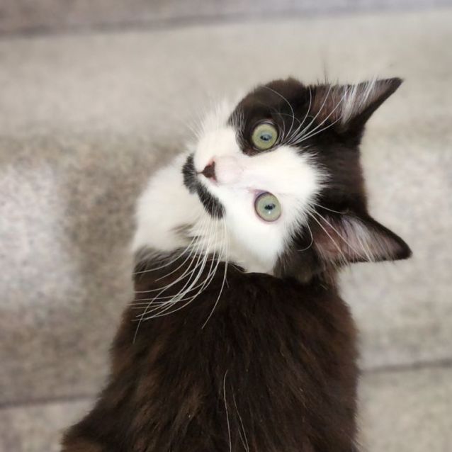 Photo of Rhumba ^^Dandy Cat Rescue^^