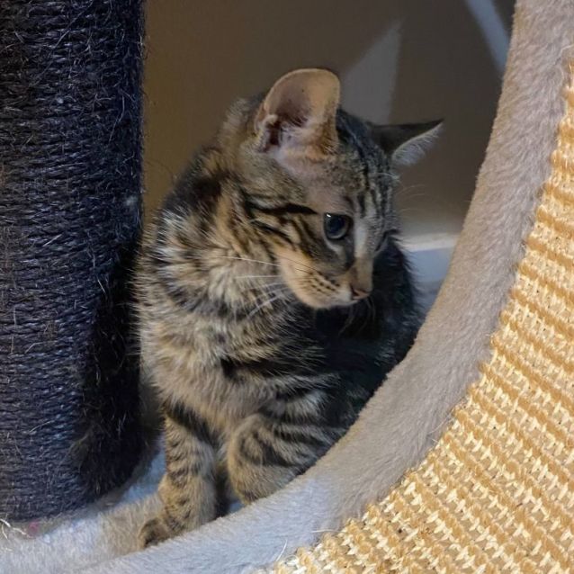 Photo of Chase **2nd Chance Cat Rescue**