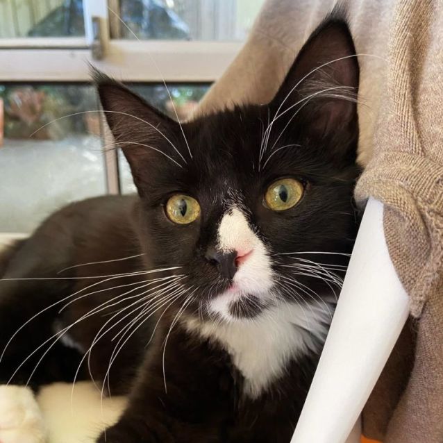 Photo of Metro ^^Dandy Cat Rescue^^