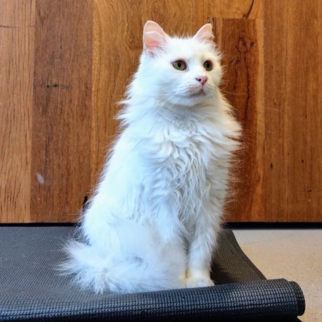 Photo of Henry (Aka Snowlion)