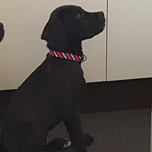 Baxter
