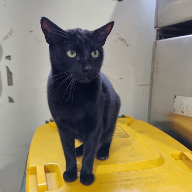 Photo of Kuro