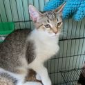 Photo of Blitzen