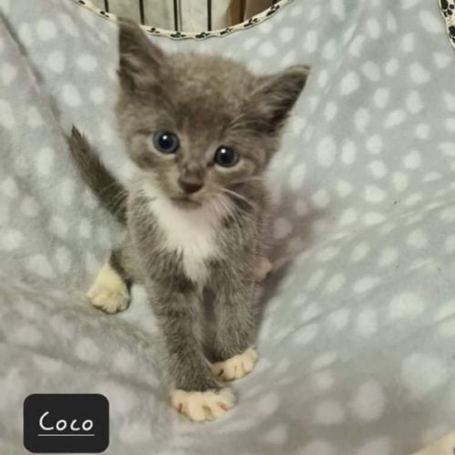 No photo for Coco