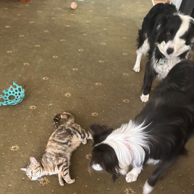 Photo of Pretzel (Located In Boronia)