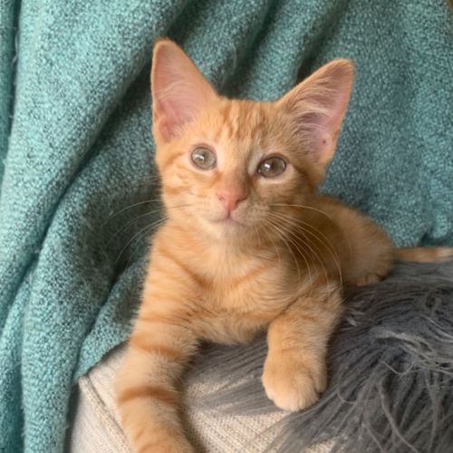 Frankie