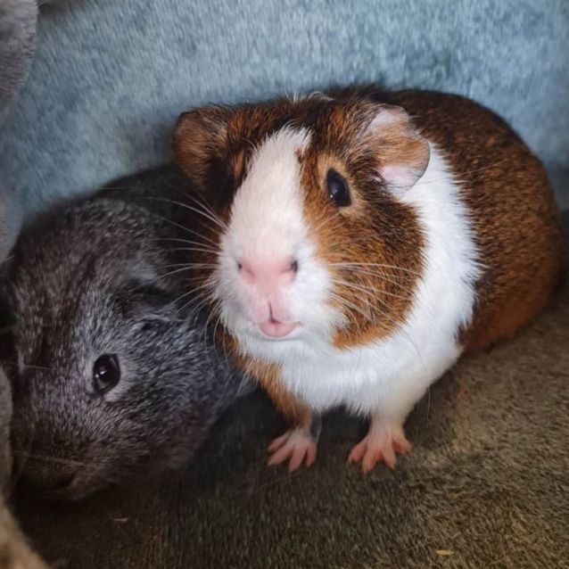 Photo of Biscuit & Silver (Located Wantirna South)