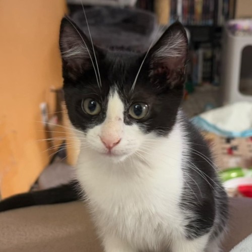 Renesmee **2nd Chance Cat Rescue**