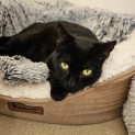 Photo of Luna