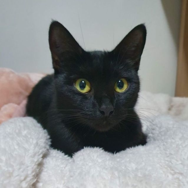 Photo of Midnight