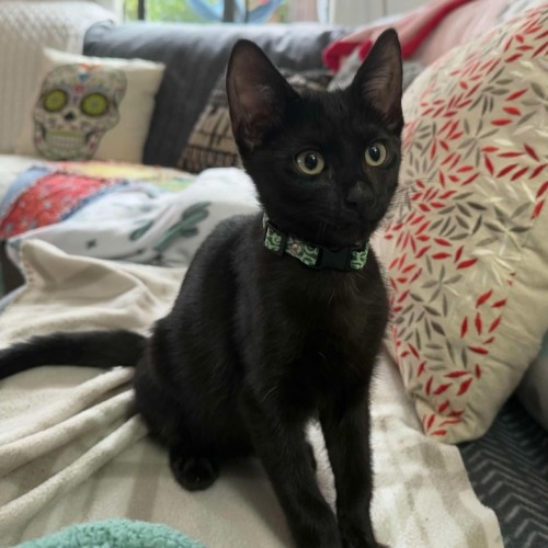 Emmett  **2nd Chance Cat Rescue**