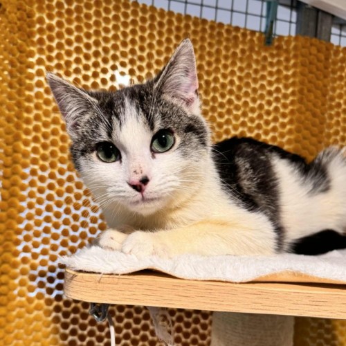 Rafael Nadal **2nd Chance Cat Rescue**