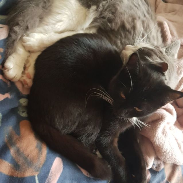 Photo of Hagar & Eli 🌸🐈‍⬛