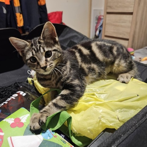 Zain ** 2nd Chance Cat Rescue**