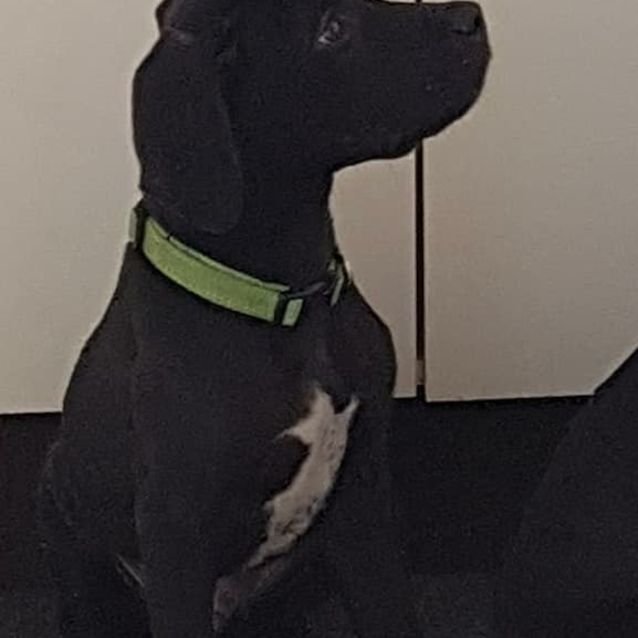 Photo of Bart