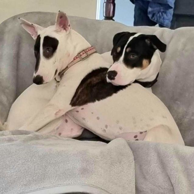 Photo of Ariana Dumbledore 