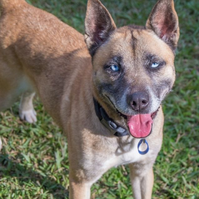 Eden ~ blue eyed Husky x - Medium Female Husky Mix Dog in NSW - PetRescue