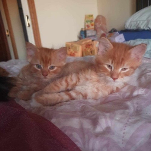 Mufasa **2nd Chance Cat Rescue**