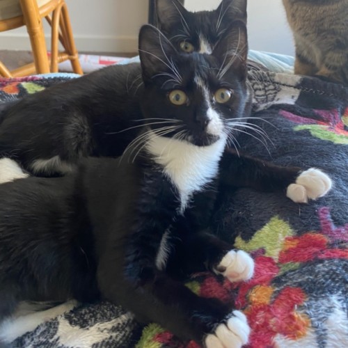 Nova **2nd Chance Cat Rescue**