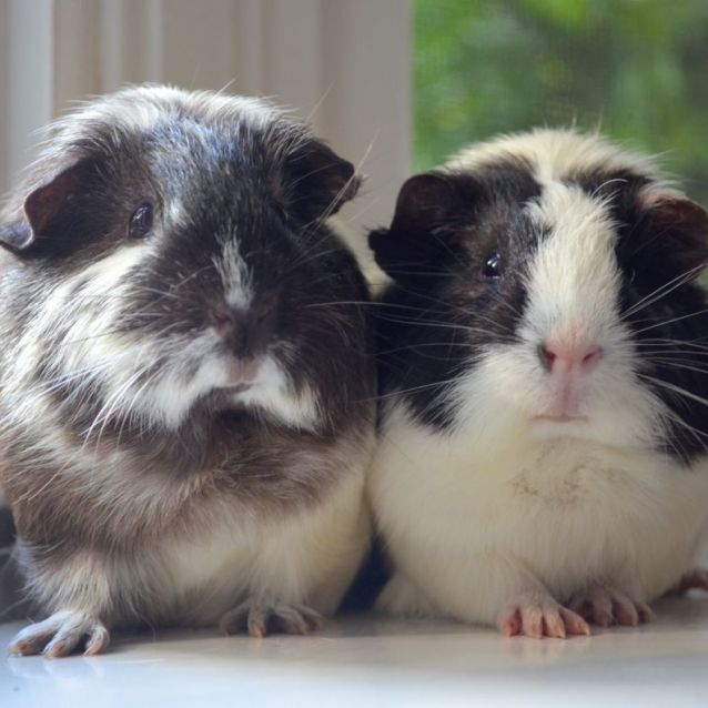 Photo of Joyce And Joan