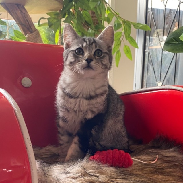 Photo of Basset & Akita 💙🩷