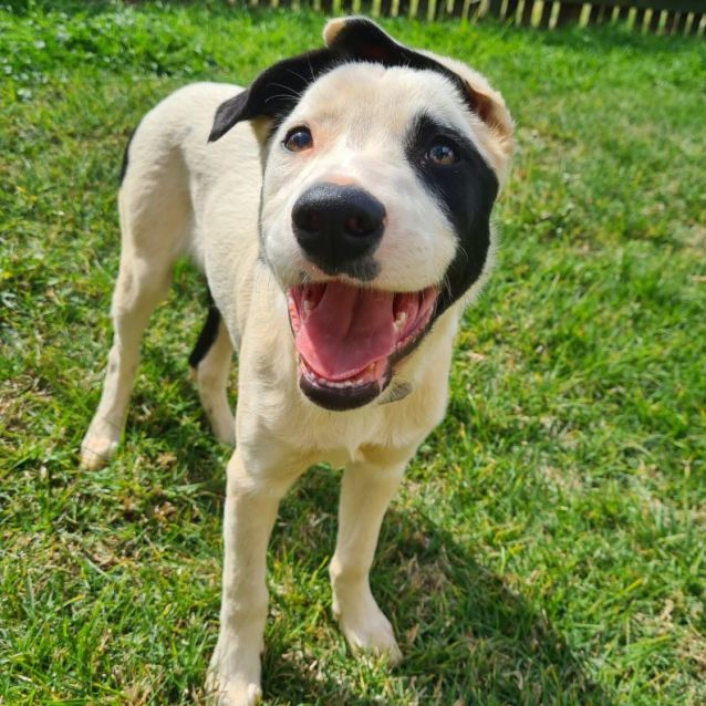 Photo of Soos (Pronounced Like Dr Seuss!)