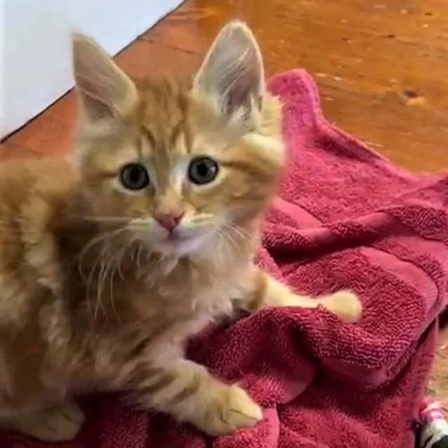 Photo of Jenkins ^^Dandy Cat Rescue^^