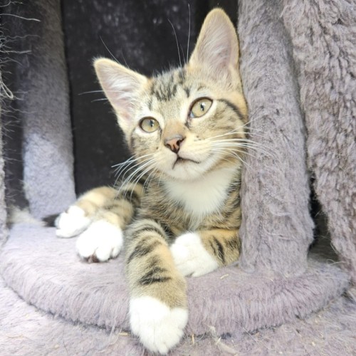 Magnus **2nd Chance Cat Rescue**