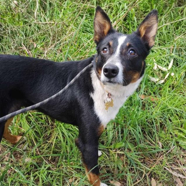 Kelpie collie cross rescue 2025