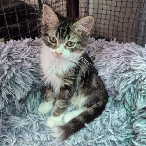 Hermes Conrad **2nd Chance Cat Rescue**